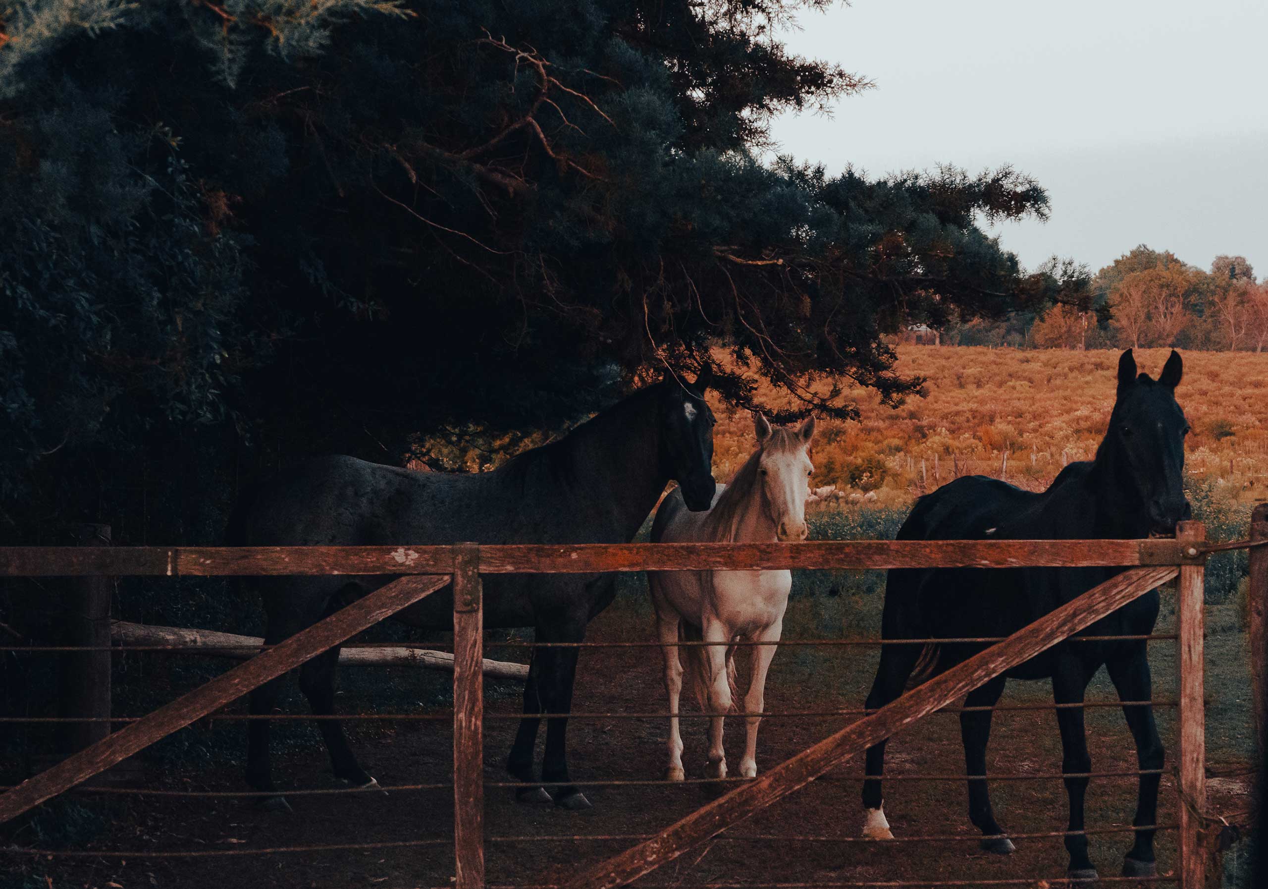 Fotografía de caballos. Baradero, Buenos Aires.