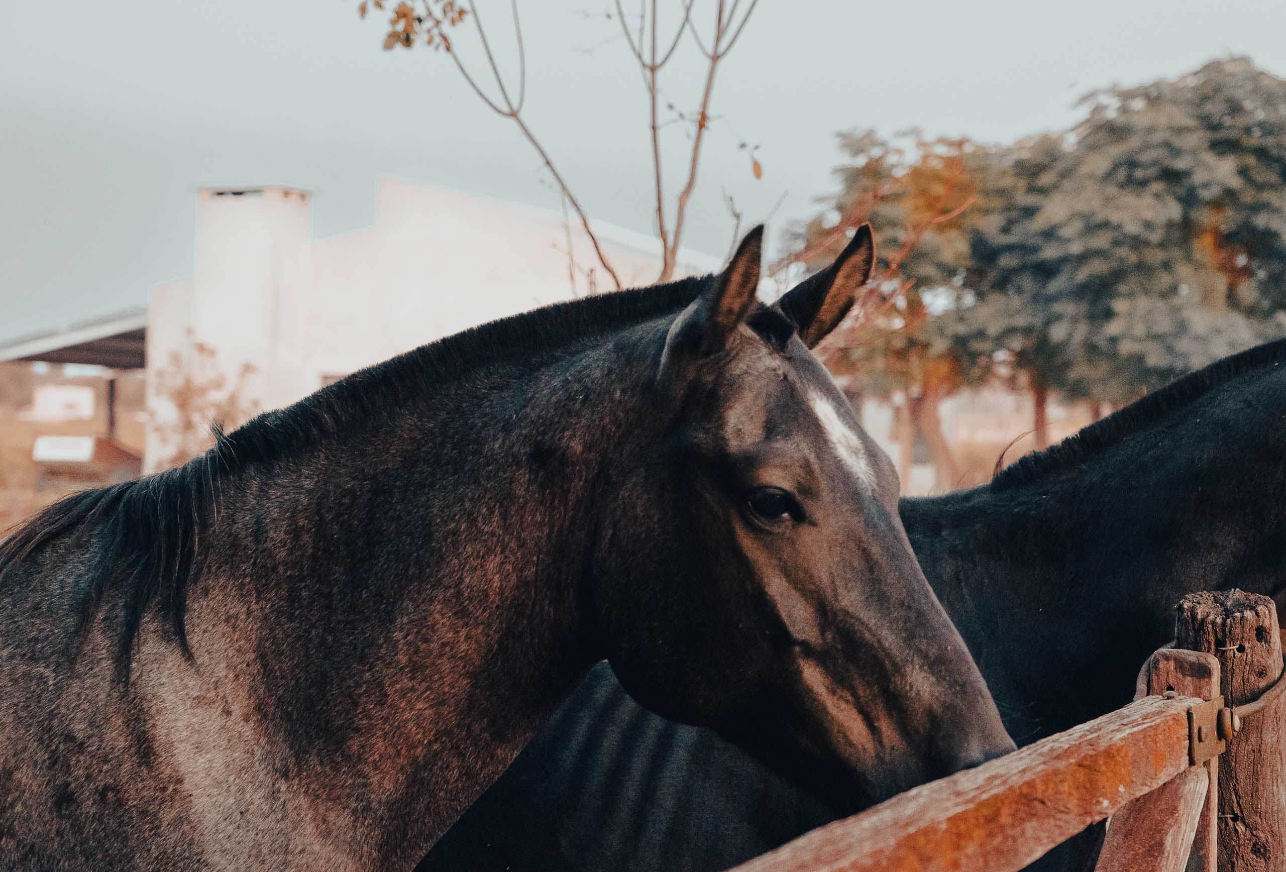 Fotografía de caballos. Baradero, Buenos Aires.