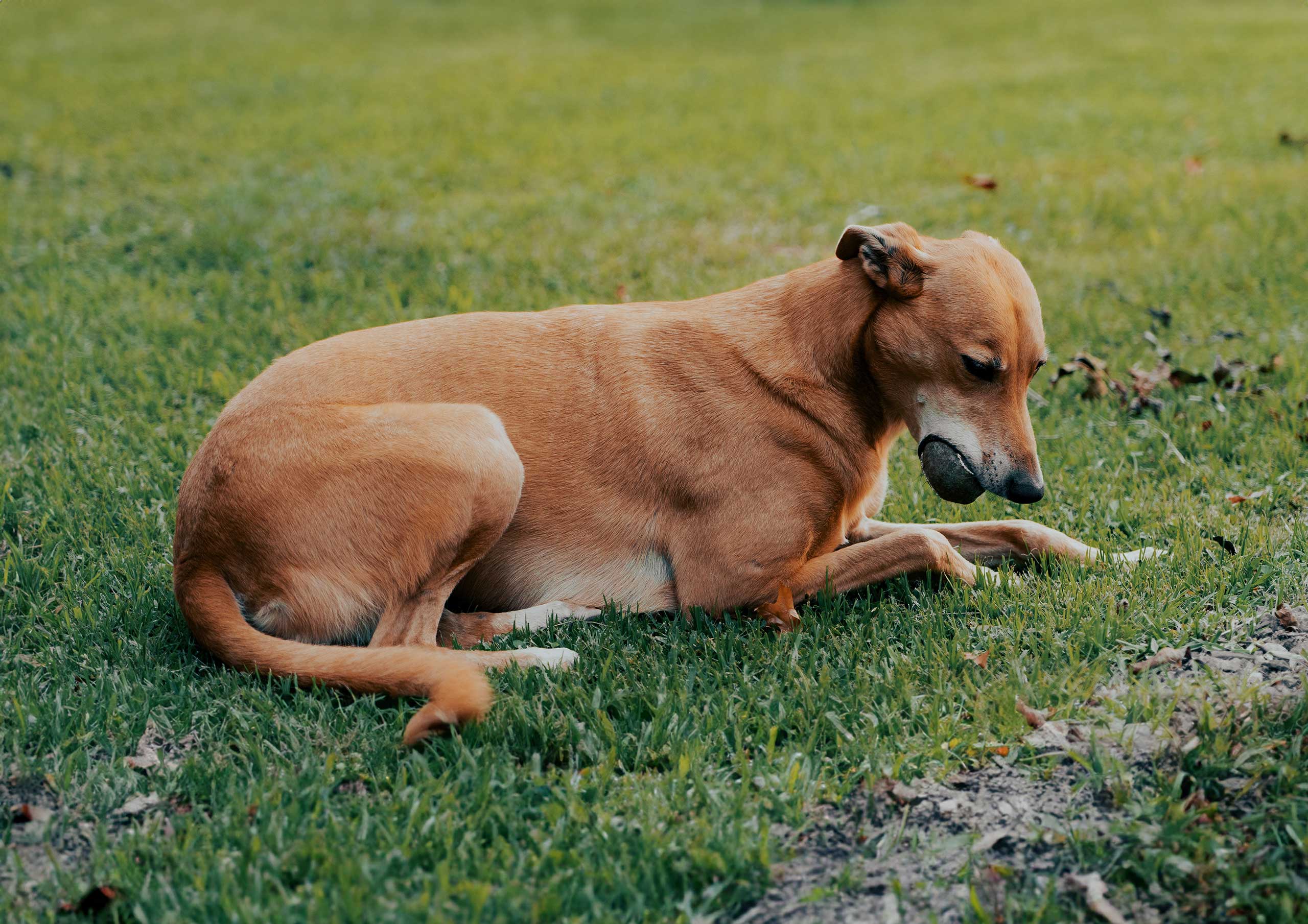 Fotografía animal. Baradero, Buenos Aires.